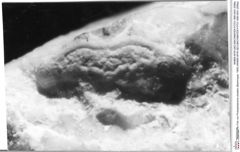 Historisches Foto von Protosphaeroma straeleni (Bachmayer, 1955) (NHMW-AFW-GEO-BACHMAYER-FOTO-1990-0041-2099a)